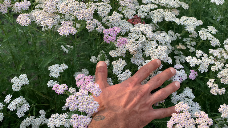 A hand reaching out to a bed of flowers in the grass
