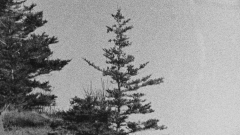 Black and white film still of pine trees 