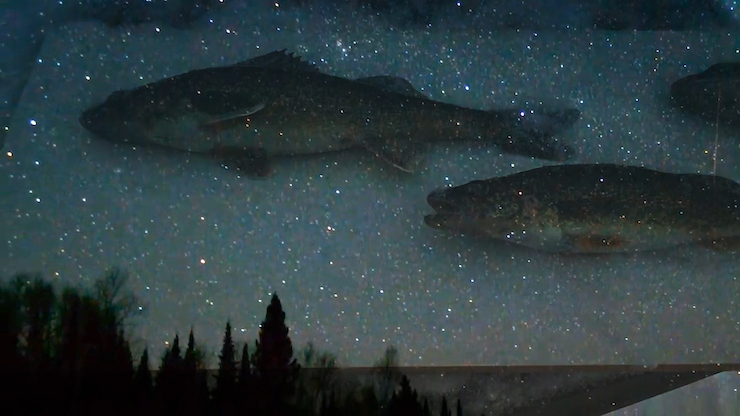 Still from Gaawiin Gego, large fish superimposed over a starry night sky. 