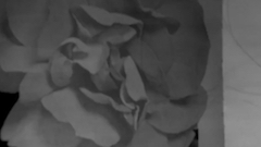 image en noir et blanc d'une rose en gros plan