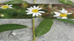 A close-up of a white daisy-like flower with a yellow center, framed by green leaves and stems. The 