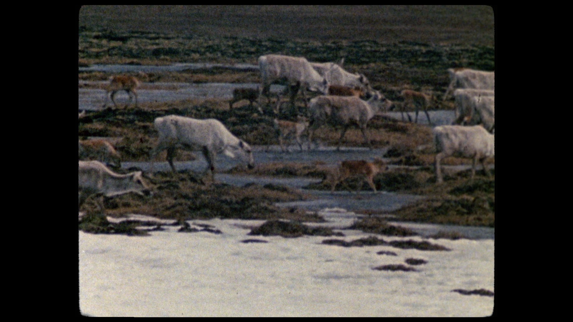 Vintage colour film cinema still of a group of caribou grazing on the tundra. 