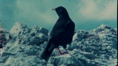 a black bird on a rock
